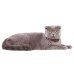 Нашийник для котів та собак XS Інжир WAUDOG Nylon 278-4053 з QR паспортом 10 мм 20-30 см різнобарвний